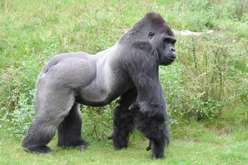 Gorilla- Mann