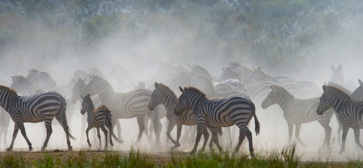 Group of zebras in the dust. Kenya. Tanzania. National Park. Serengeti. Maasai Mara. An excellent...