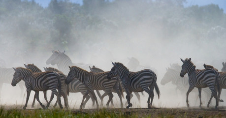 Fototapeta na wymiar Group of zebras in the dust. Kenya. Tanzania. National Park. Serengeti. Maasai Mara. An excellent illustration.