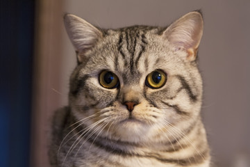 Fototapeta na wymiar Scottish Fold cat