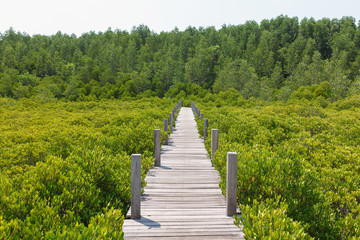 Fototapeta na wymiar Walkway made from wood and mangrove field. Boardwalk in Tung Pro