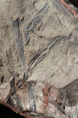 stone with fossils of plants