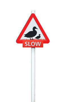 Duck crossing sign isolated on white