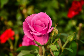 One pink rose flower is blooming in garden 