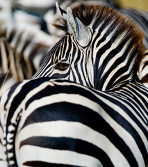 Naklejka na ściany i meble Portrait of a zebra. Close-up. Kenya. Tanzania. National Park. Serengeti. Maasai Mara. An excellent illustration.