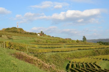 Fototapeta na wymiar vineyard on Schutterlindenberg, Lahr Baden Germany after harvest Autumn scene 