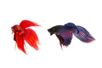 Obraz premium Red and blue betta fish, siamese fighting fish isolated on white