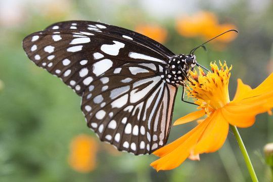 black and White Butterfly on Yellow flower
