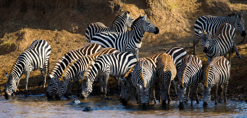 Fototapeta na wymiar Group of zebras drinking water from the river. Kenya. Tanzania. National Park. Serengeti. Maasai Mara. An excellent illustration.