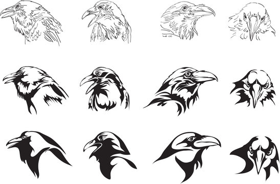 crow, raven, a graphic image, image options, portrait, bird, black