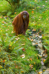 Obraz premium Orang Utan
