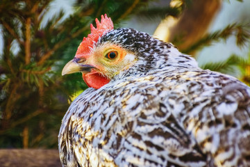 Portrait of Hen