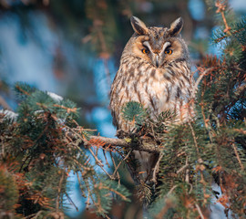 Long-eared Owl (Asio otus)