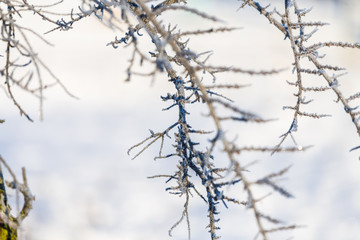 winterland