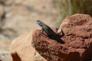 Small Lizard Perched on a Rock