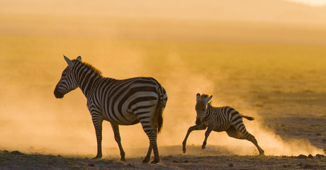 Fototapeta na wymiar Zebra with a baby in the dust against the setting sun. Kenya. Tanzania. National Park. Serengeti. Maasai Mara. An excellent illustration.