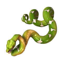 Naklejka premium Green Tree Python on White