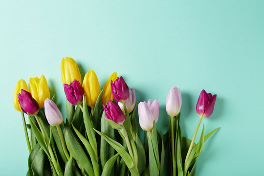 spring tulips on pastel blue background