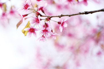 Cherry blossom , pink sakura flower