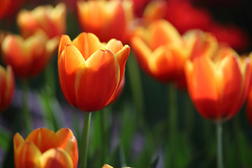 Fototapeta premium Tulip flowers