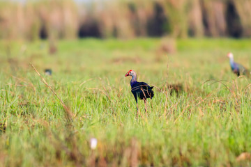Purple swamphen wading