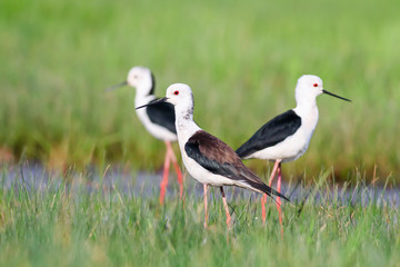 Water bird black-winged red stilt