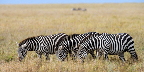 Obraz na płótnie Canvas Group of zebras in the savannah. Kenya. Tanzania. National Park. Serengeti. Maasai Mara. An excellent illustration.