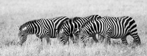 Fototapeta na wymiar Group of zebras in the savannah. Kenya. Tanzania. National Park. Serengeti. Maasai Mara. An excellent illustration.