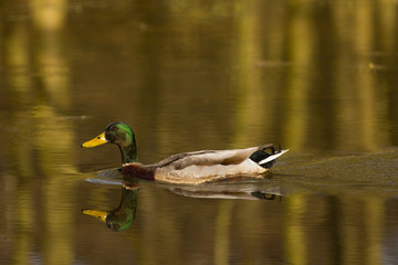 Fototapeta premium Stockente