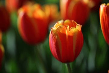 Fototapeta premium Tulip flowers