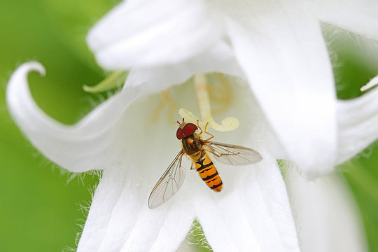 A Hover fly nectaring at White Pouffe Milky Bellflower