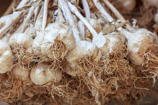 garlic