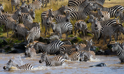 Group zebra crossing the river Mara. Kenya. Tanzania. National Park. Serengeti. Maasai Mara. An excellent illustration. © gudkovandrey