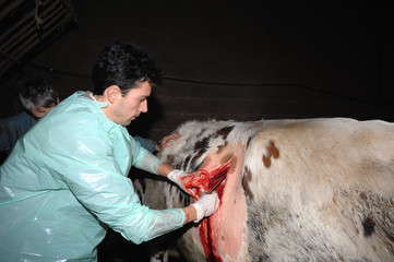 La césarienne chez la vache est une opération chirurgicale qui consiste à faire naitre le veau autrement que par le passage des voies naturelles de la mère.