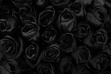 Black roses background with water drops
