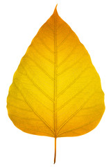 Bodhi leaf on white background (Golden metallic effect)