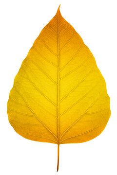 Bodhi leaf on white background (Golden metallic effect)