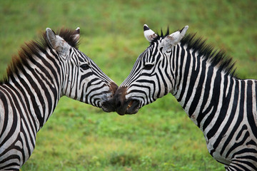 Two zebras playing with each other. Kenya. Tanzania. National Park. Serengeti. Maasai Mara. An excellent illustration.