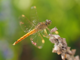 Dragonfly On A Flower