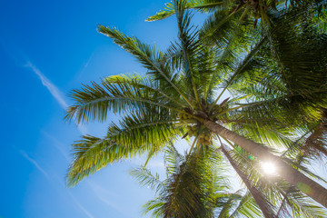 Fototapeta na wymiar coconut palm with blue sky 