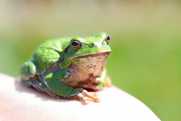 Green frog