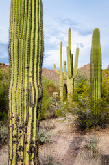 Fototapeta premium Saguaro National Park