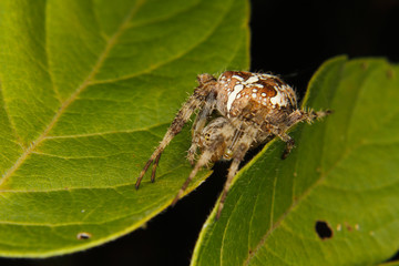 European garden spider (Araneus diadematus)