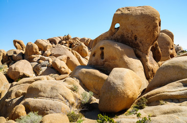 Naklejka premium Joshua Tree National Park