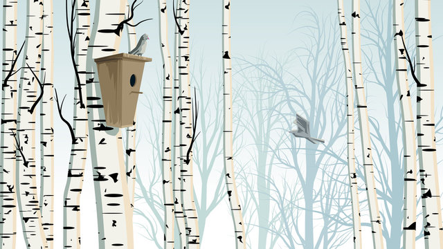 Horizontal illustration of birch trunks forest with birdhouse. © vertyr