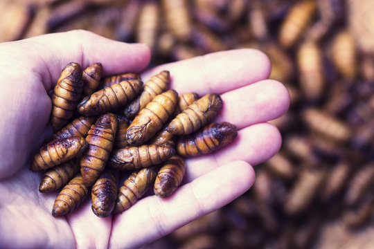 chrysalis silkworm ,silk worm cocoon