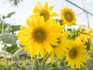 Obraz premium portrait of a sunflower in the field