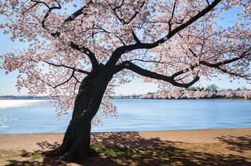 Cherry Blossom Festival