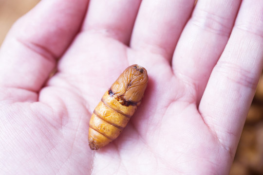 one  chrysalis silkworm ,silk worm cocoon in hand