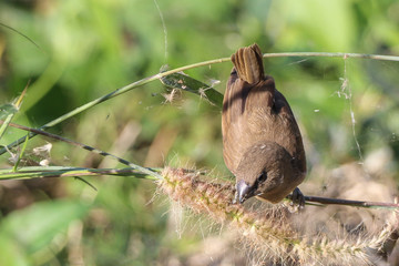 sparrow bird in tree